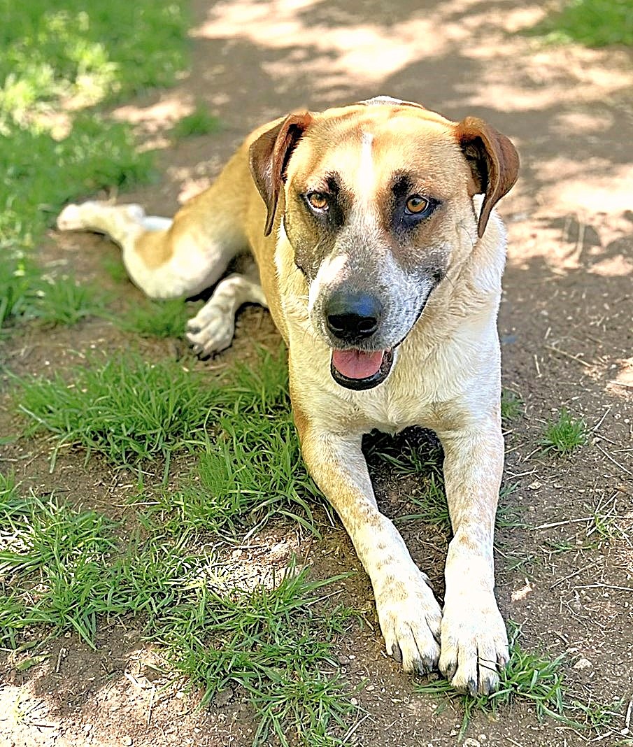 Sage, a Adoptable mixed breed in Godley, TX image 6/6