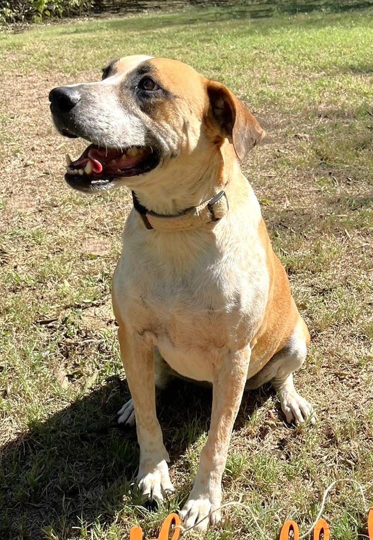 Sage, an adoptable Australian Cattle Dog / Blue Heeler, Catahoula Leopard Dog in Godley, TX, 76044 | Photo Image 6