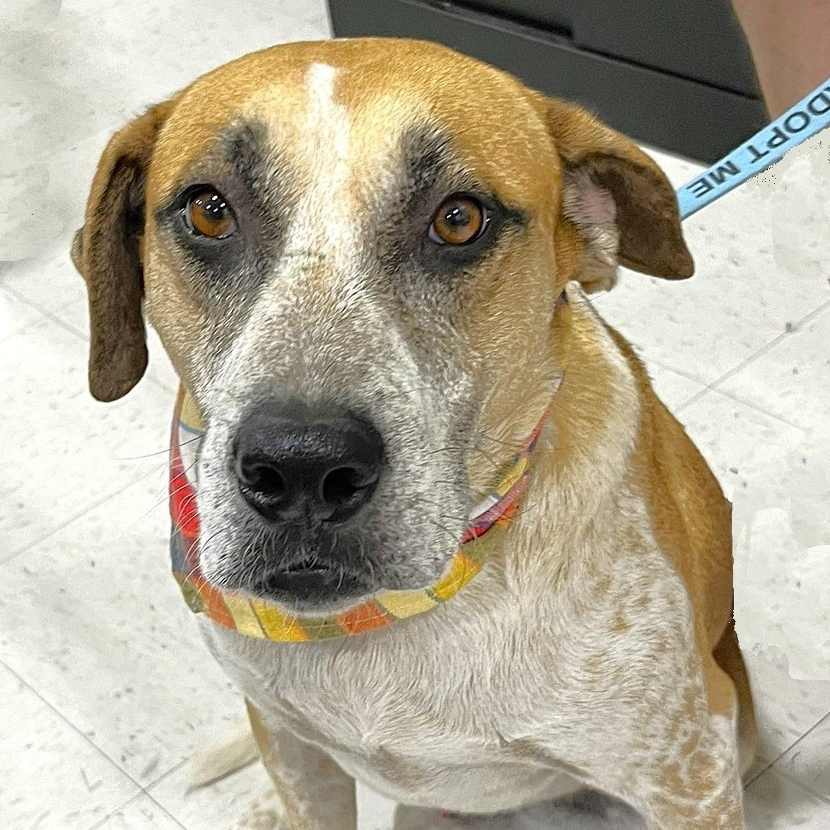 Sage, Adoptable, Adult Male Australian Cattle Dog / Blue Heeler & Catahoula Leopard Dog.