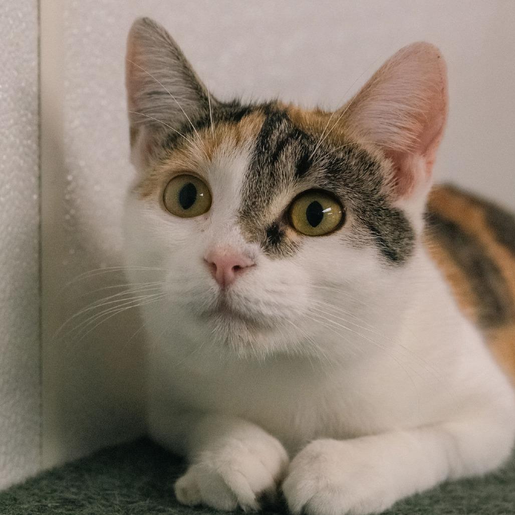 Enlarge Pebbles, a Adoptable Domestic Short Hair in Uniontown, PA image 1/2