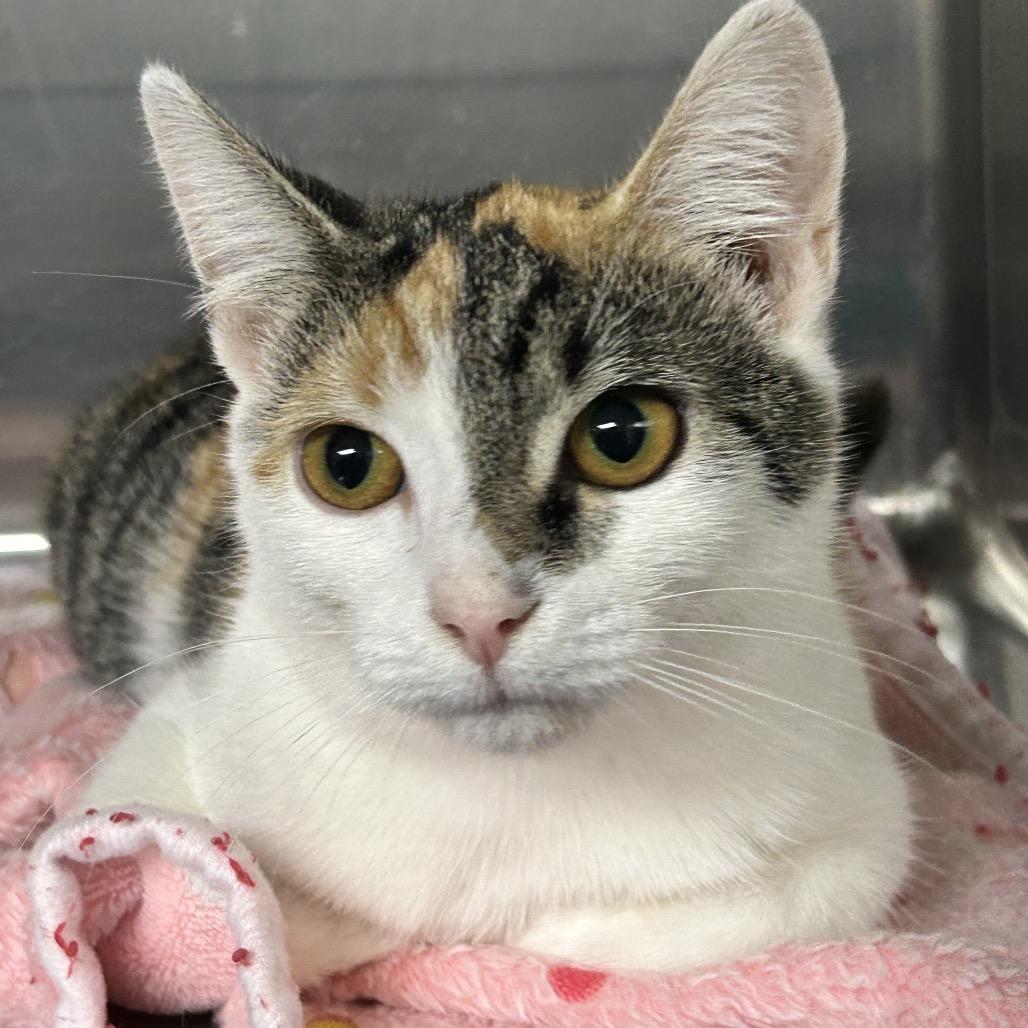 Enlarge Pebbles, a Adoptable Domestic Short Hair in Uniontown, PA image 2/2