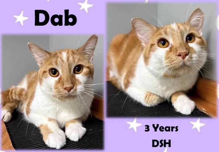 Enlarge Dab, a Adoptable Domestic Short Hair in Franklin, IN image 1/1