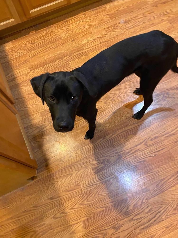 Enlarge Breaking Bad : Jesse (Ash), a Adoptable mixed breed in Aurora, IN image 3/5