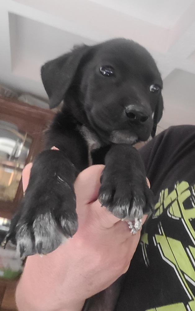 Enlarge Breaking Bad : Jesse (Ash), a Adoptable mixed breed in Aurora, IN image 5/5