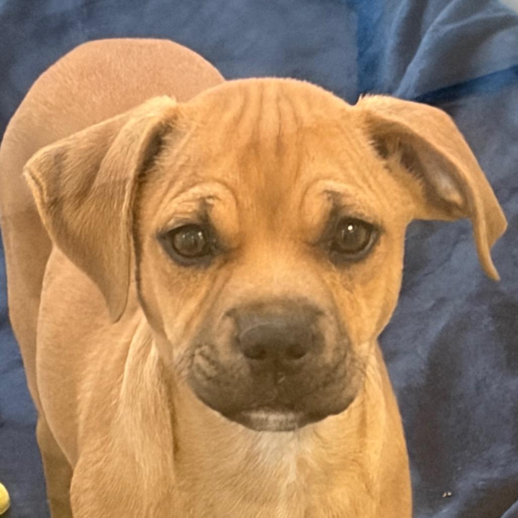 Enlarge Holly, a Adoptable Mixed Breed in Middletown, RI image 1/1