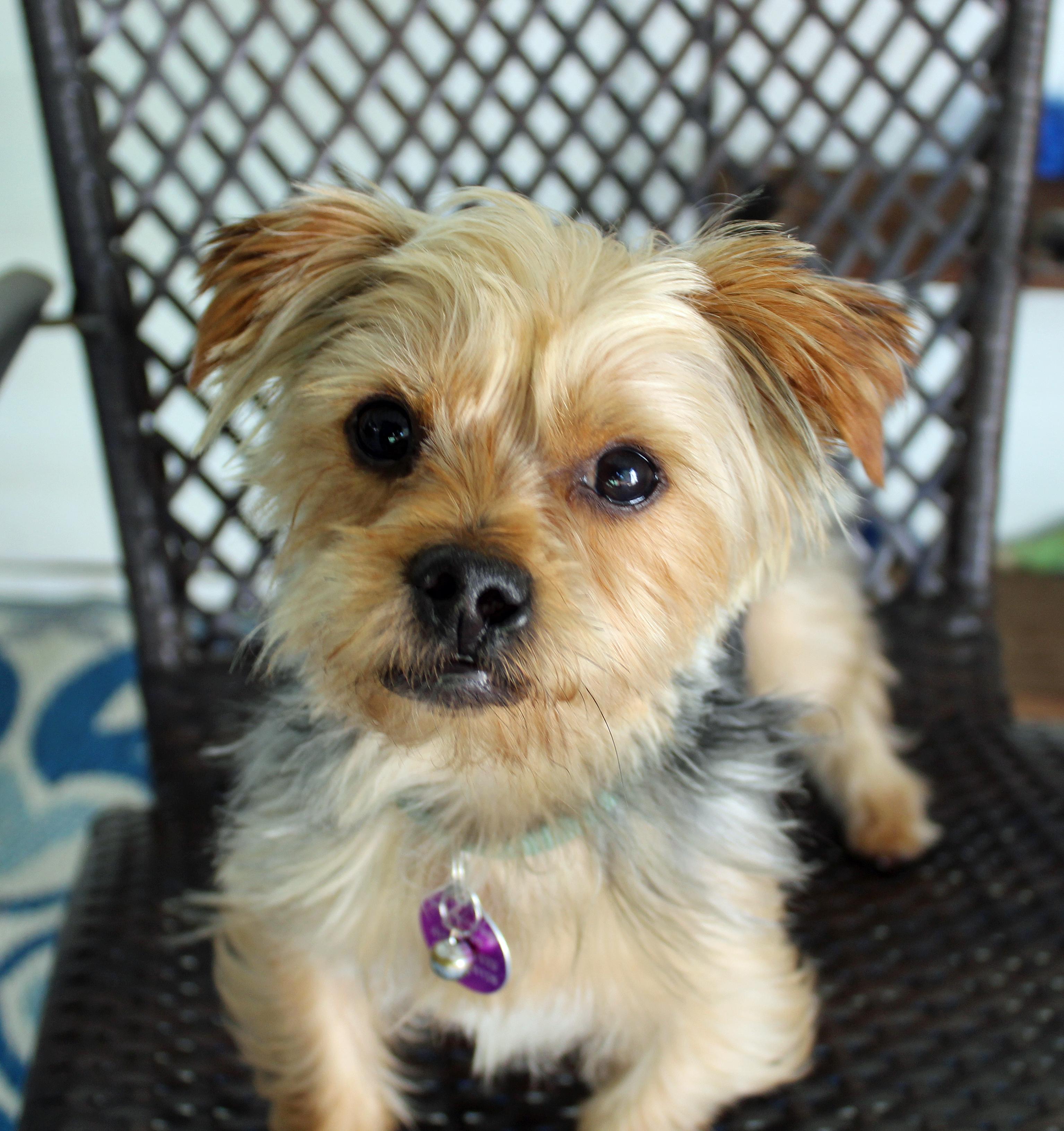 Buster, an adopted Yorkshire Terrier in Baltimore, MD image 6/6