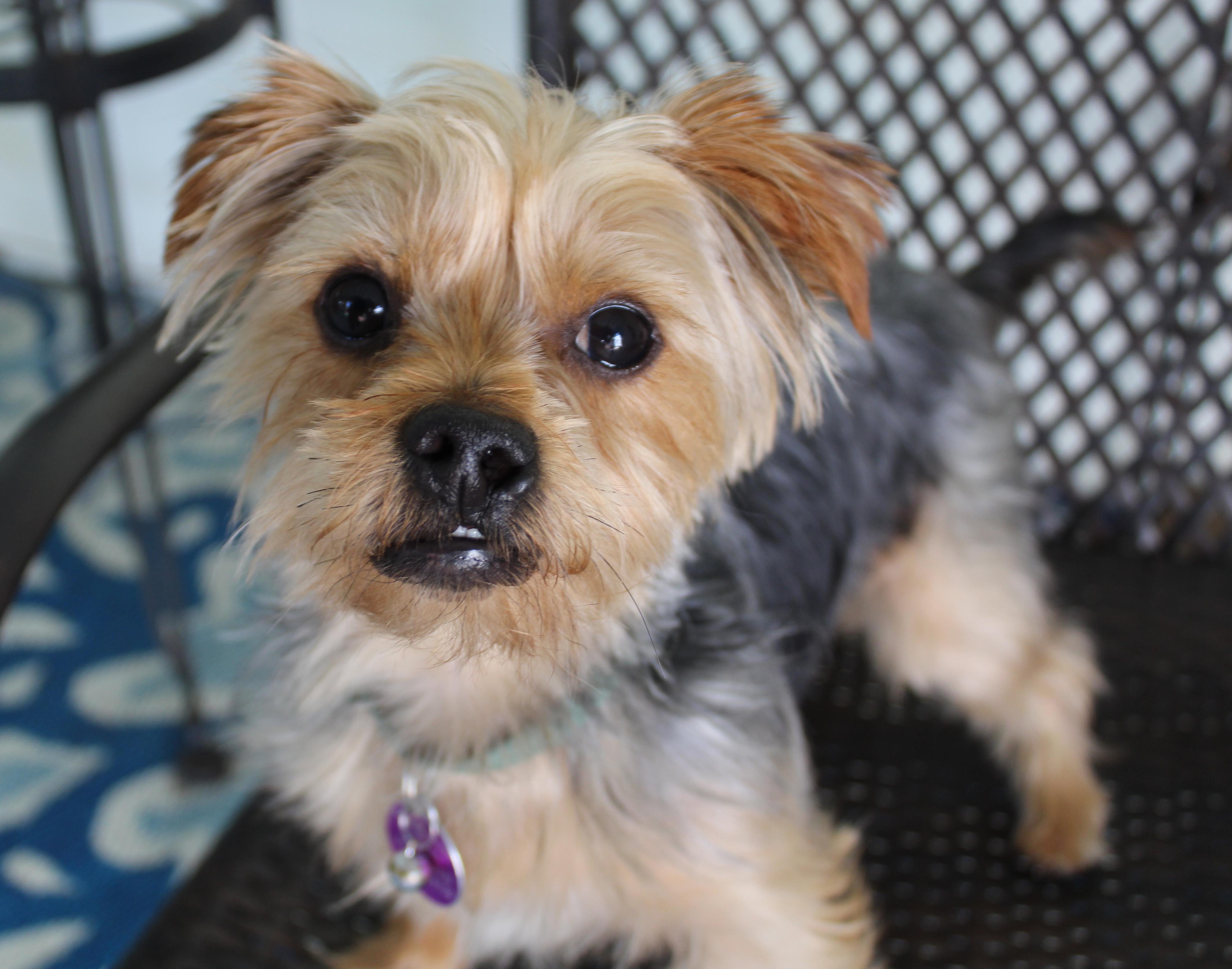 Buster, an adopted Yorkshire Terrier in Baltimore, MD image 2/6