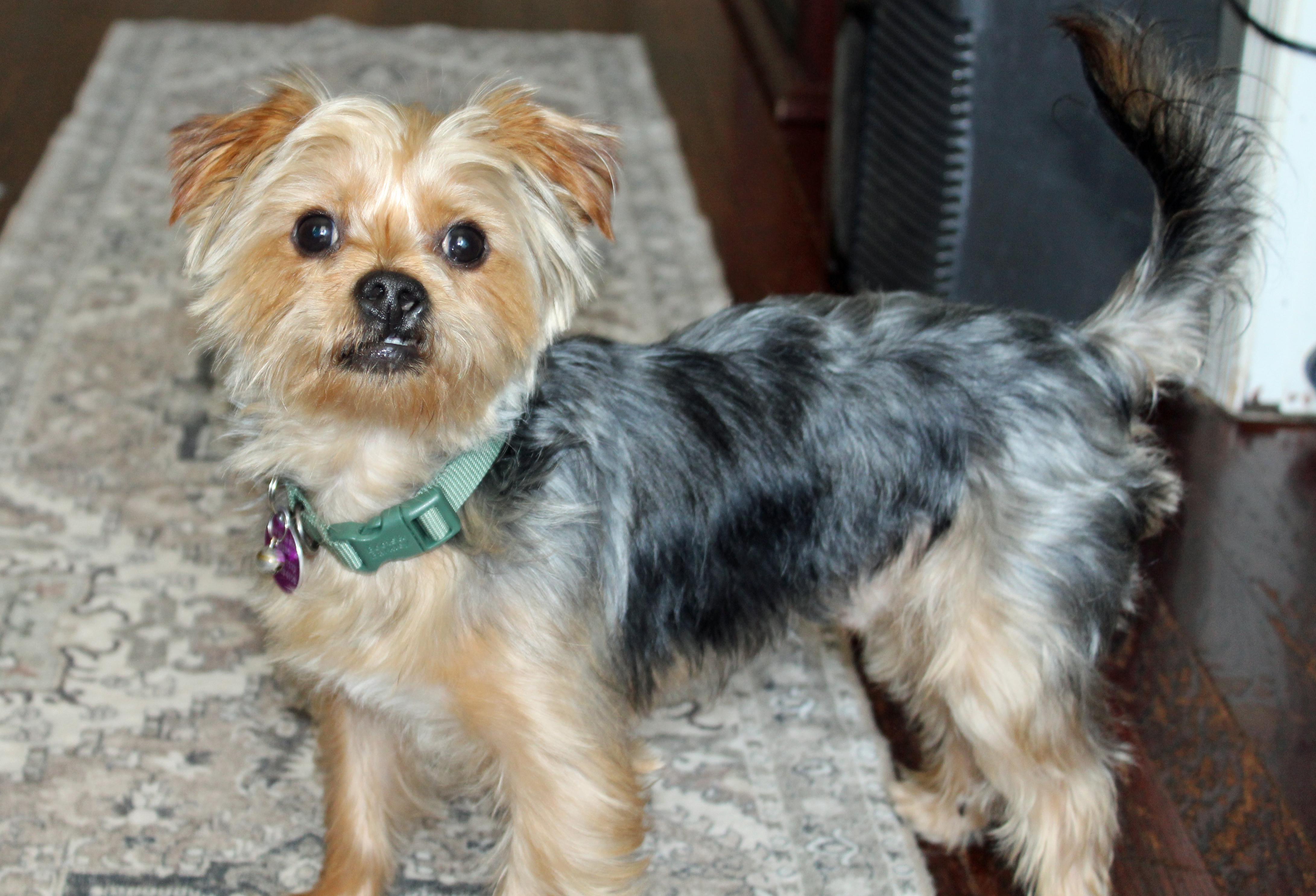 Buster, an adopted Yorkshire Terrier in Baltimore, MD image 4/6