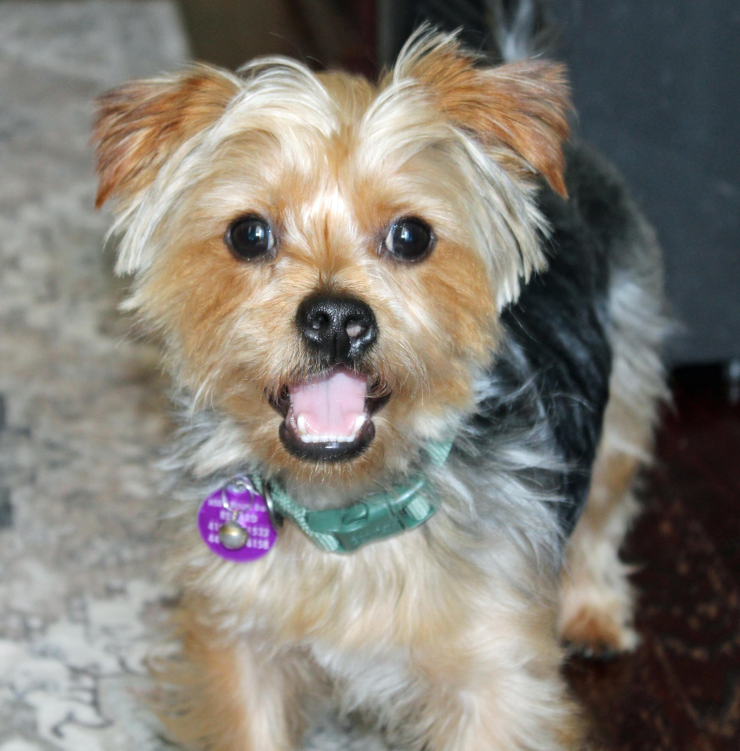 Buster, an adopted Yorkshire Terrier in Baltimore, MD image 1/6