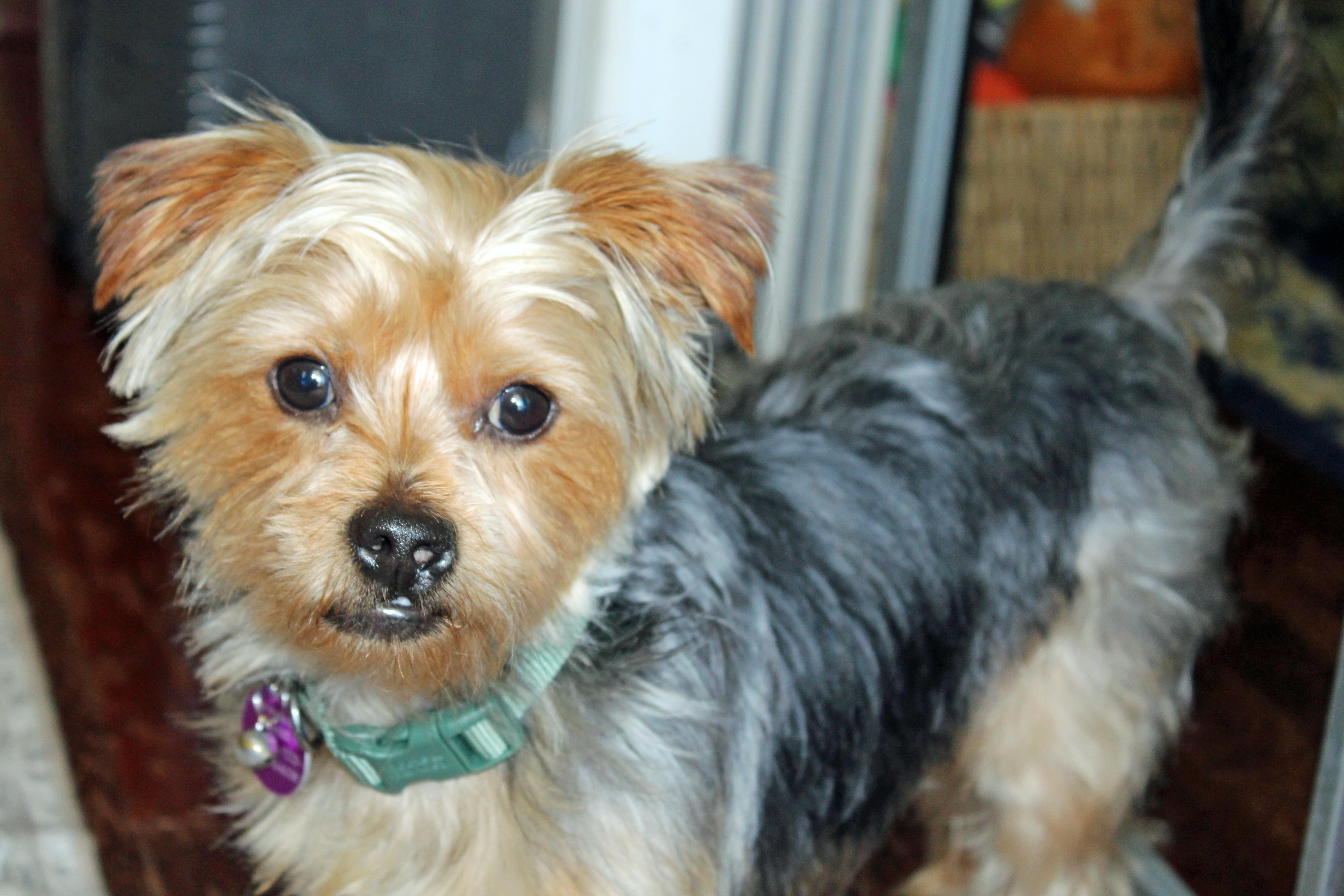 Buster, an adopted Yorkshire Terrier in Baltimore, MD image 3/6