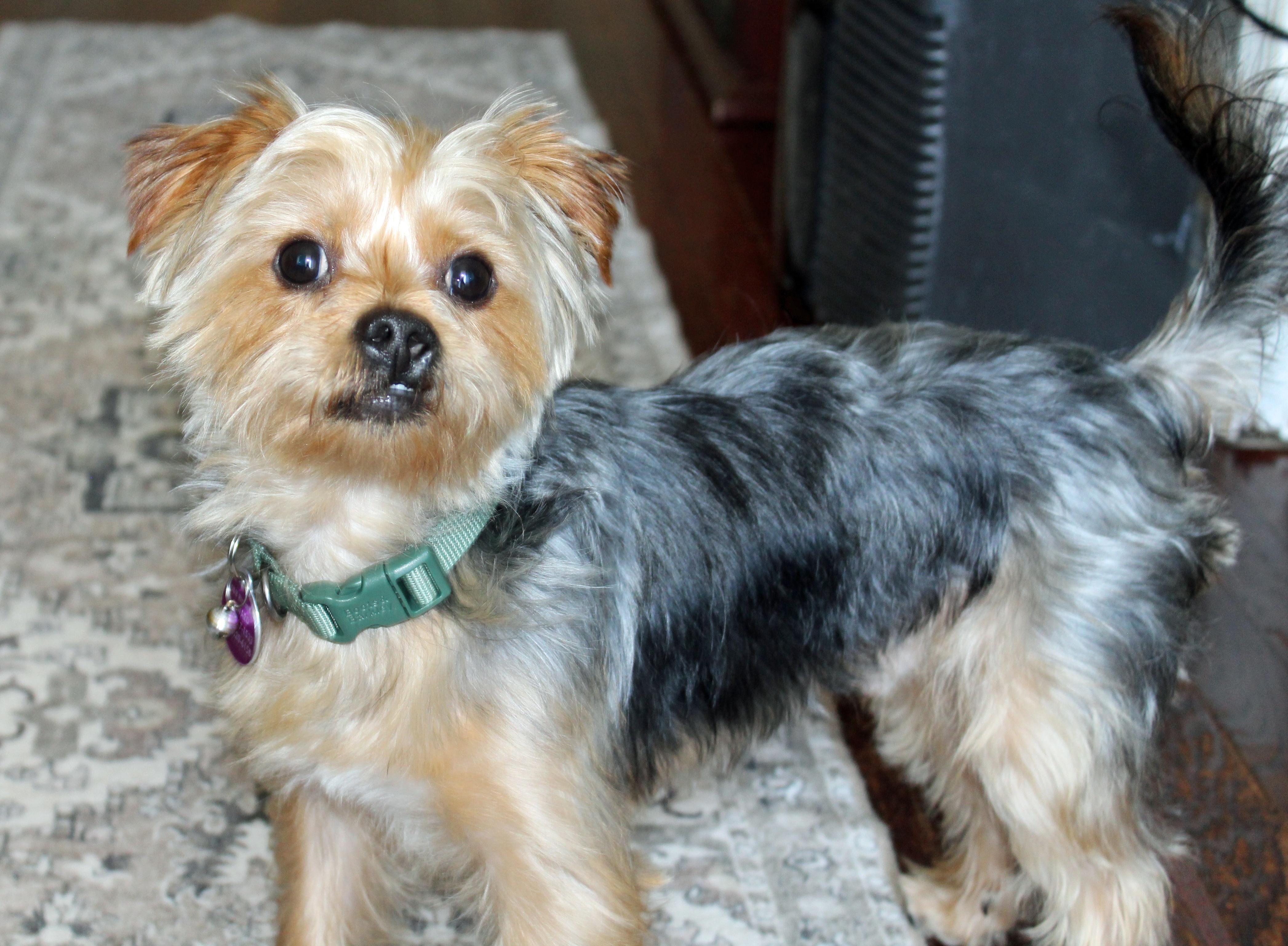 Buster, an adopted Yorkshire Terrier in Baltimore, MD image 5/6
