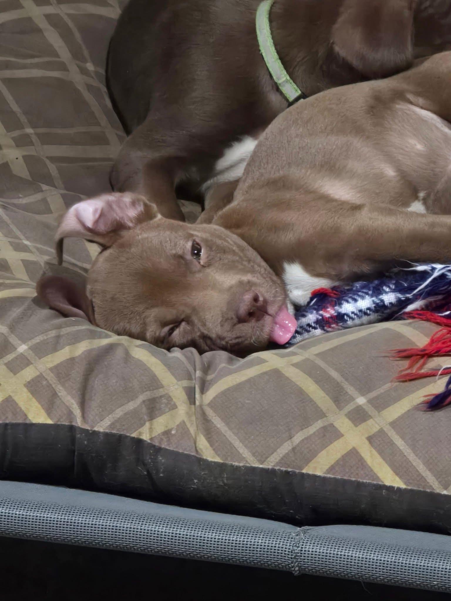 Hazel, a Adopted Mixed Breed in Holmen, WI image 2/6