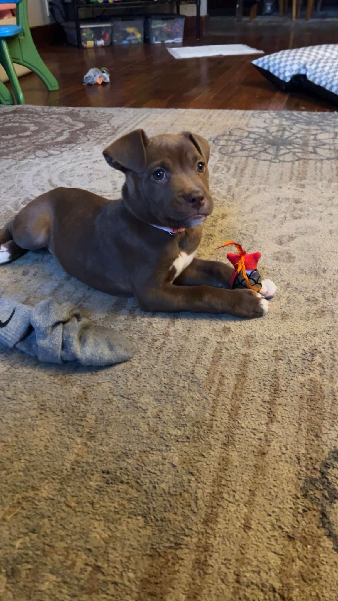 Hazel, a Adopted Mixed Breed in Holmen, WI image 3/6