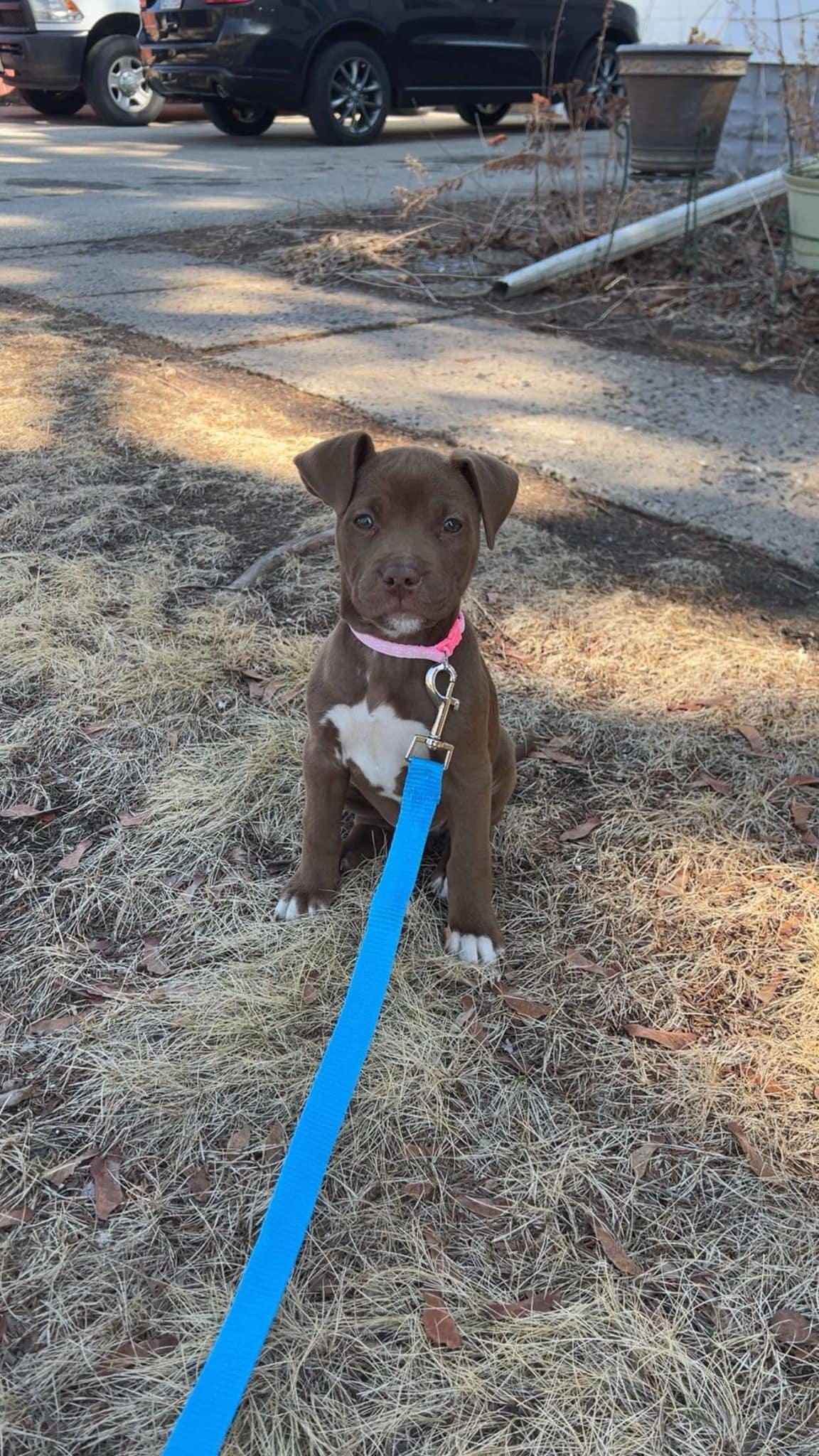 Hazel, a Adopted Mixed Breed in Holmen, WI image 4/6