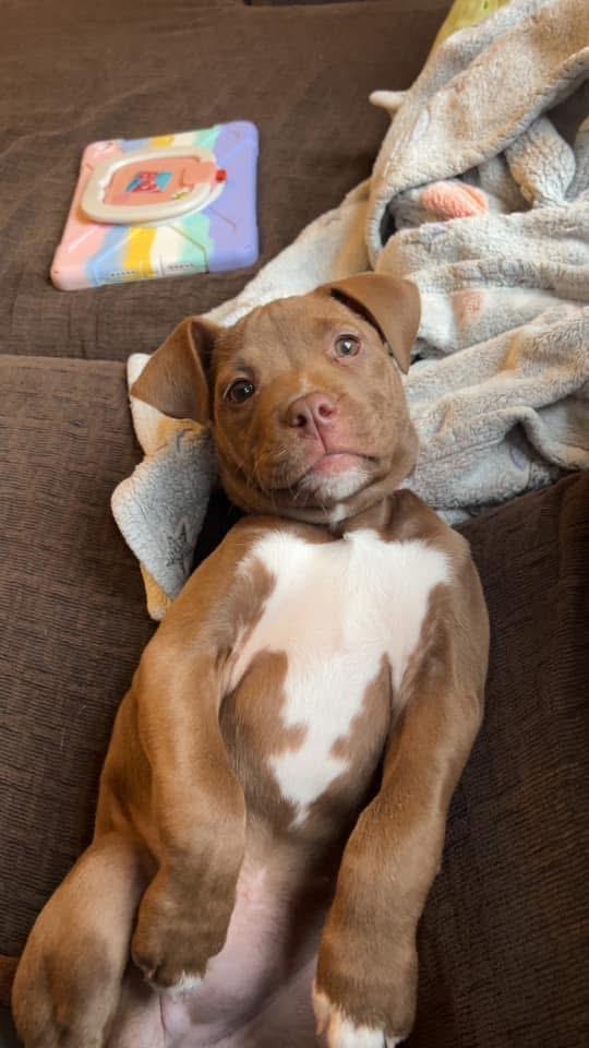 Hazel, Adopted, Puppy Female Mixed Breed.