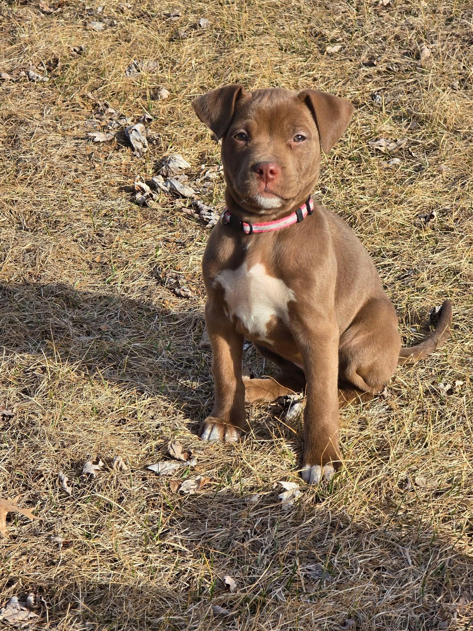 Hazel, a Adopted Mixed Breed in Holmen, WI image 5/6