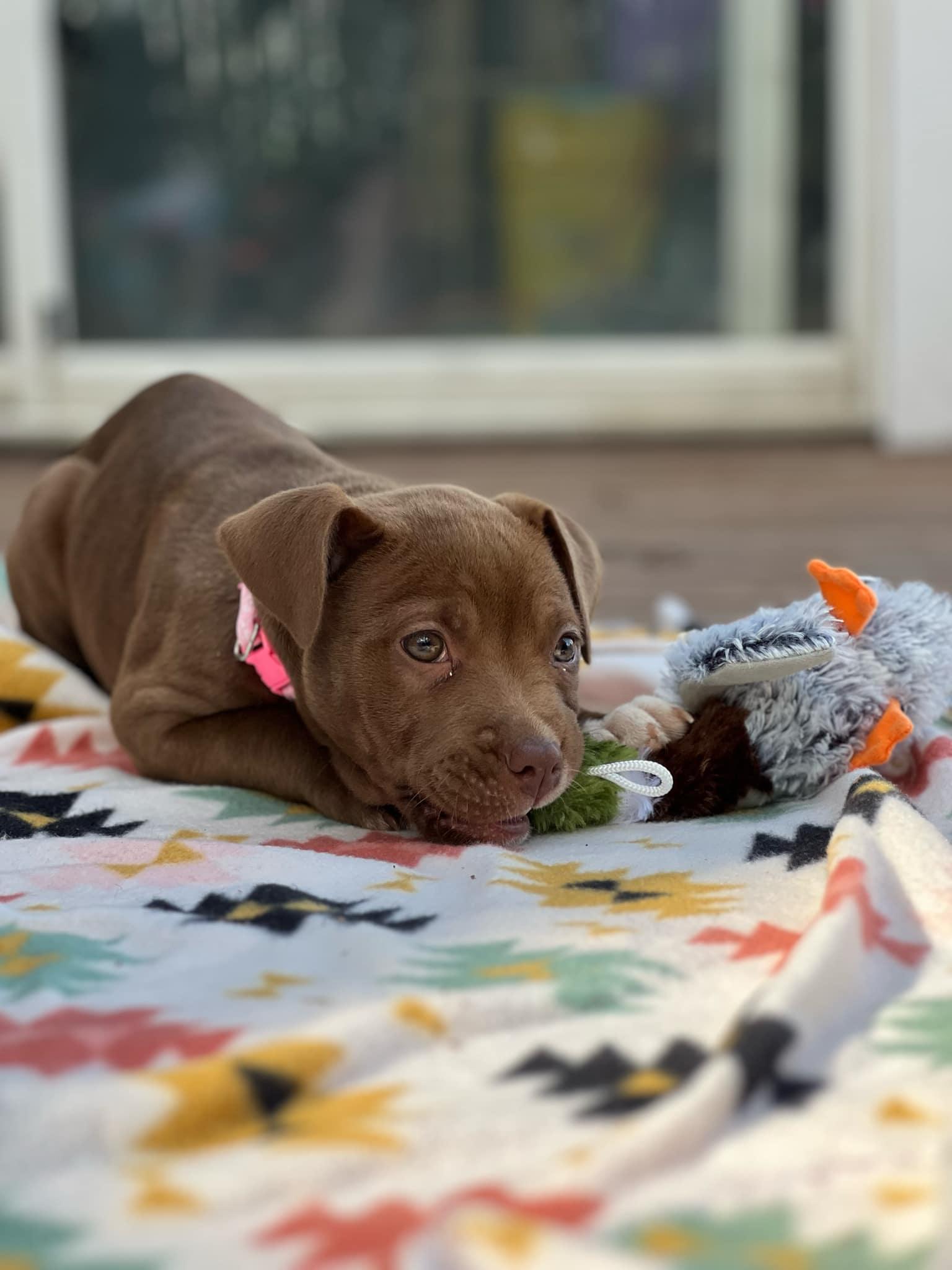 Hazel, a Adopted Mixed Breed in Holmen, WI image 6/6