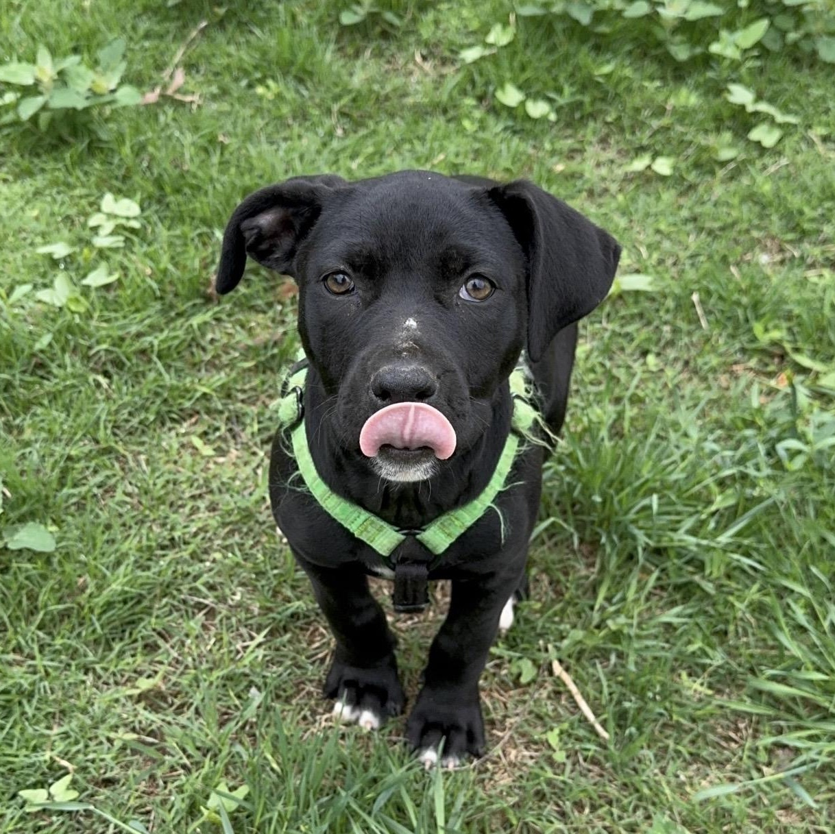 Enlarge Nesquik , a ADOPTABLE mixed breed in Pelham, NH image 2/5