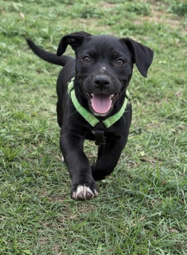 Enlarge Nesquik , a ADOPTABLE mixed breed in Pelham, NH image 4/5