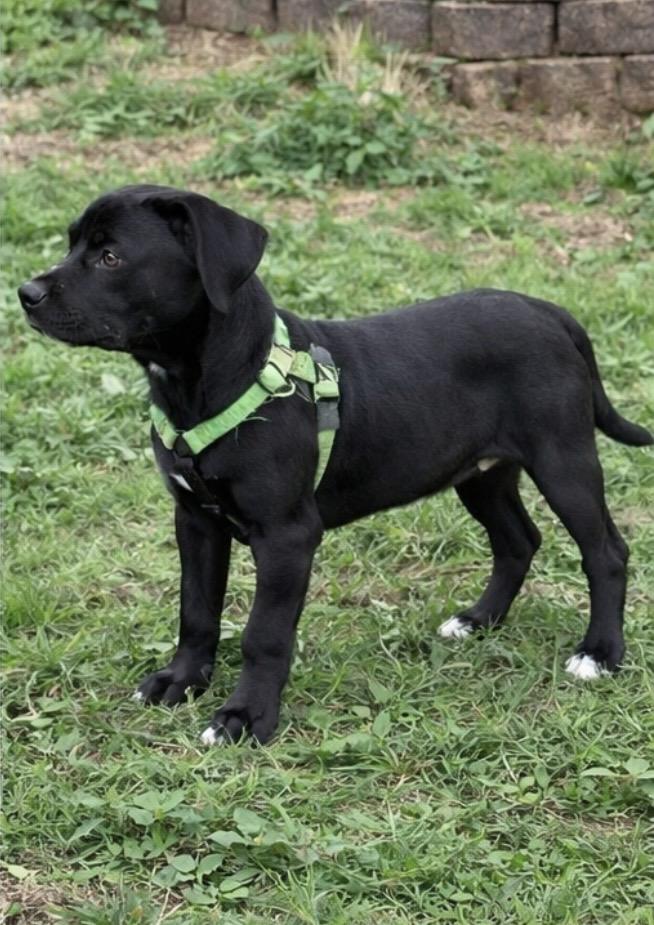 Enlarge Nesquik , a ADOPTABLE mixed breed in Pelham, NH image 5/5