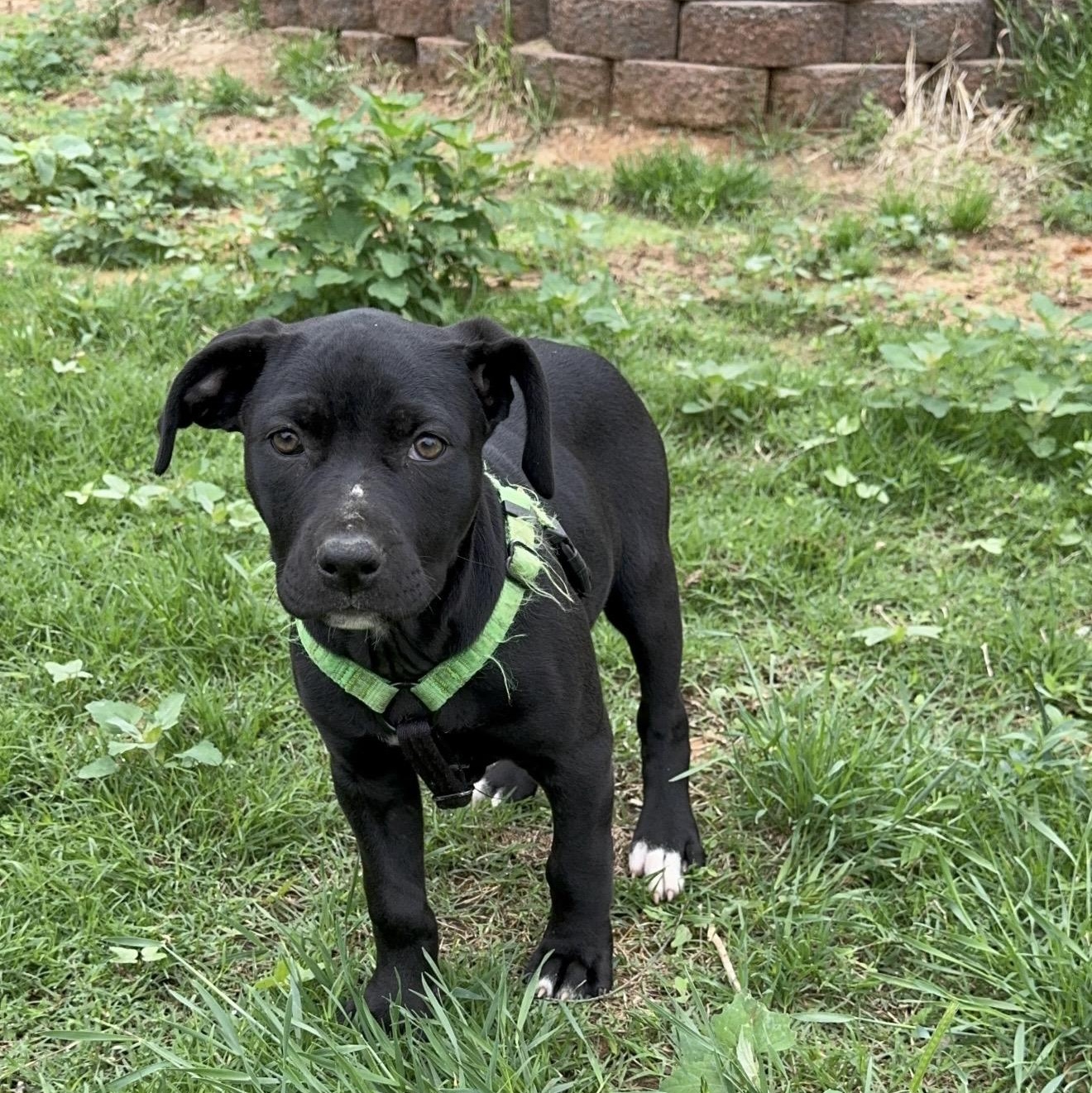 Enlarge Nesquik , a ADOPTABLE mixed breed in Pelham, NH image 3/5
