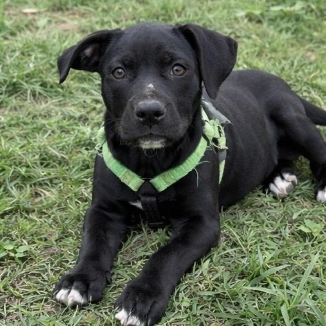 Nesquik , ADOPTABLE, Puppy Female Pit Bull Terrier & Black Labrador Retriever.