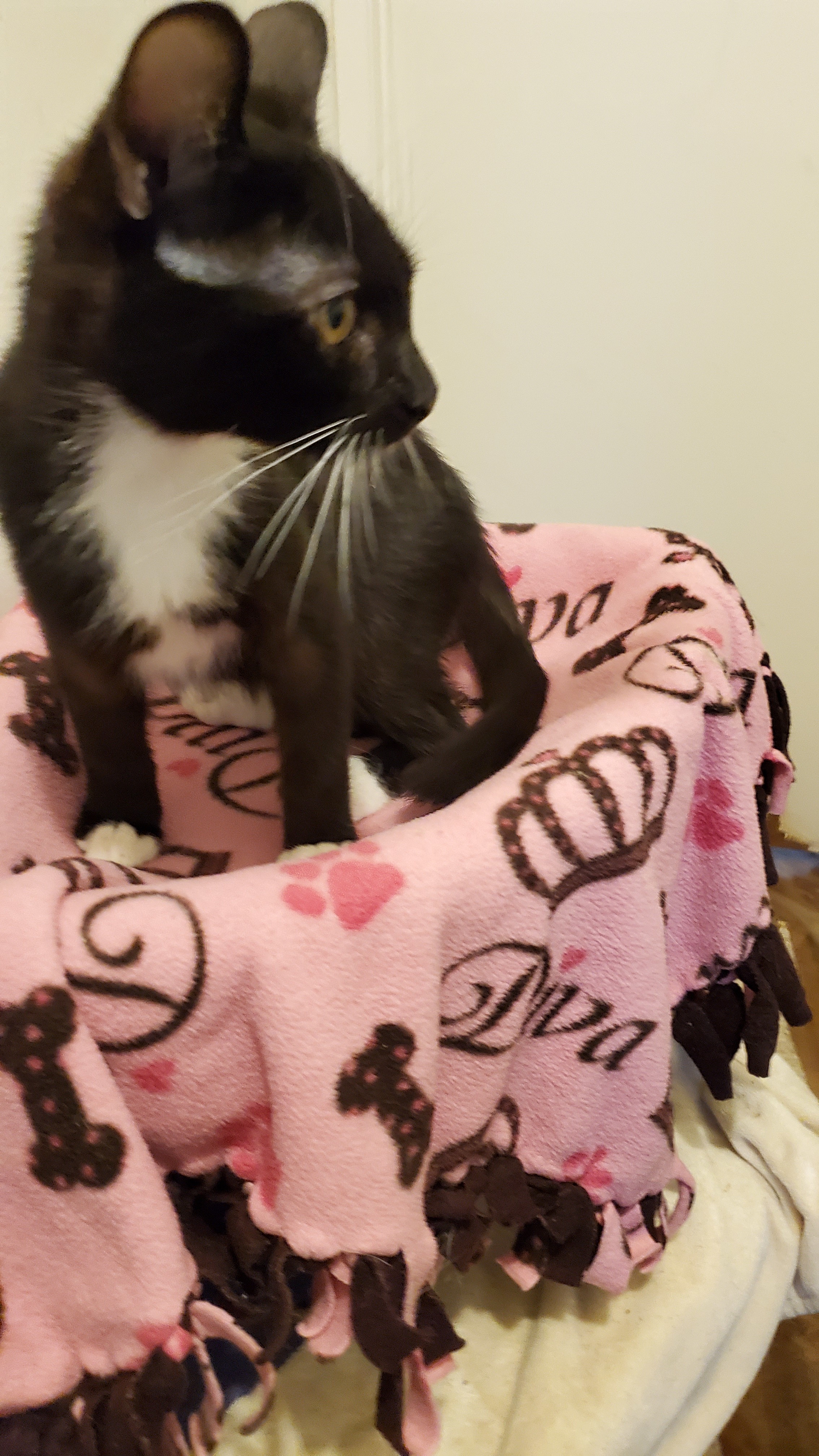 Chip, Adoptable, Adult Male Tuxedo & American Shorthair.