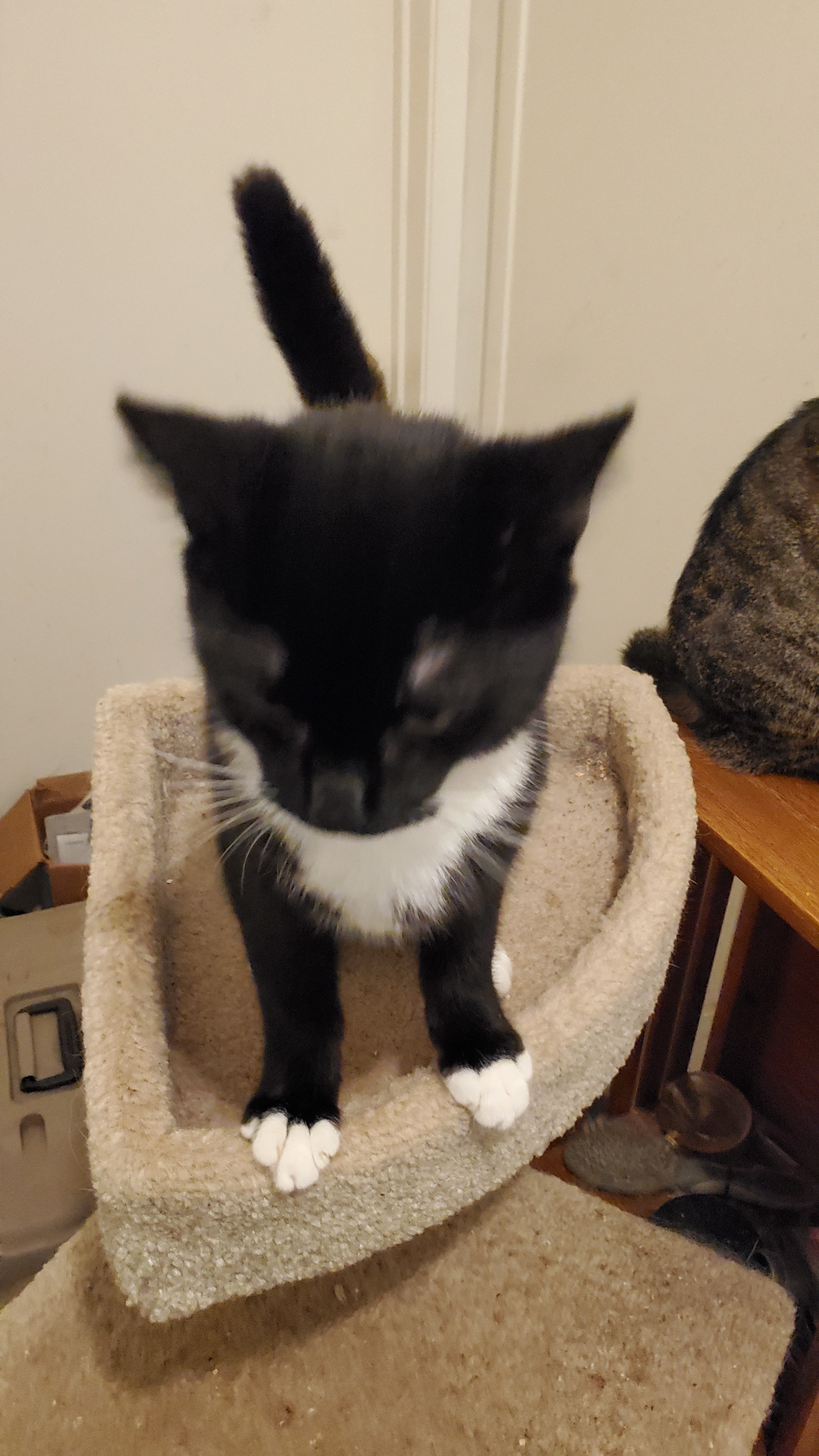 Chip, a Adoptable mixed breed in Buena Park, CA image 2/8