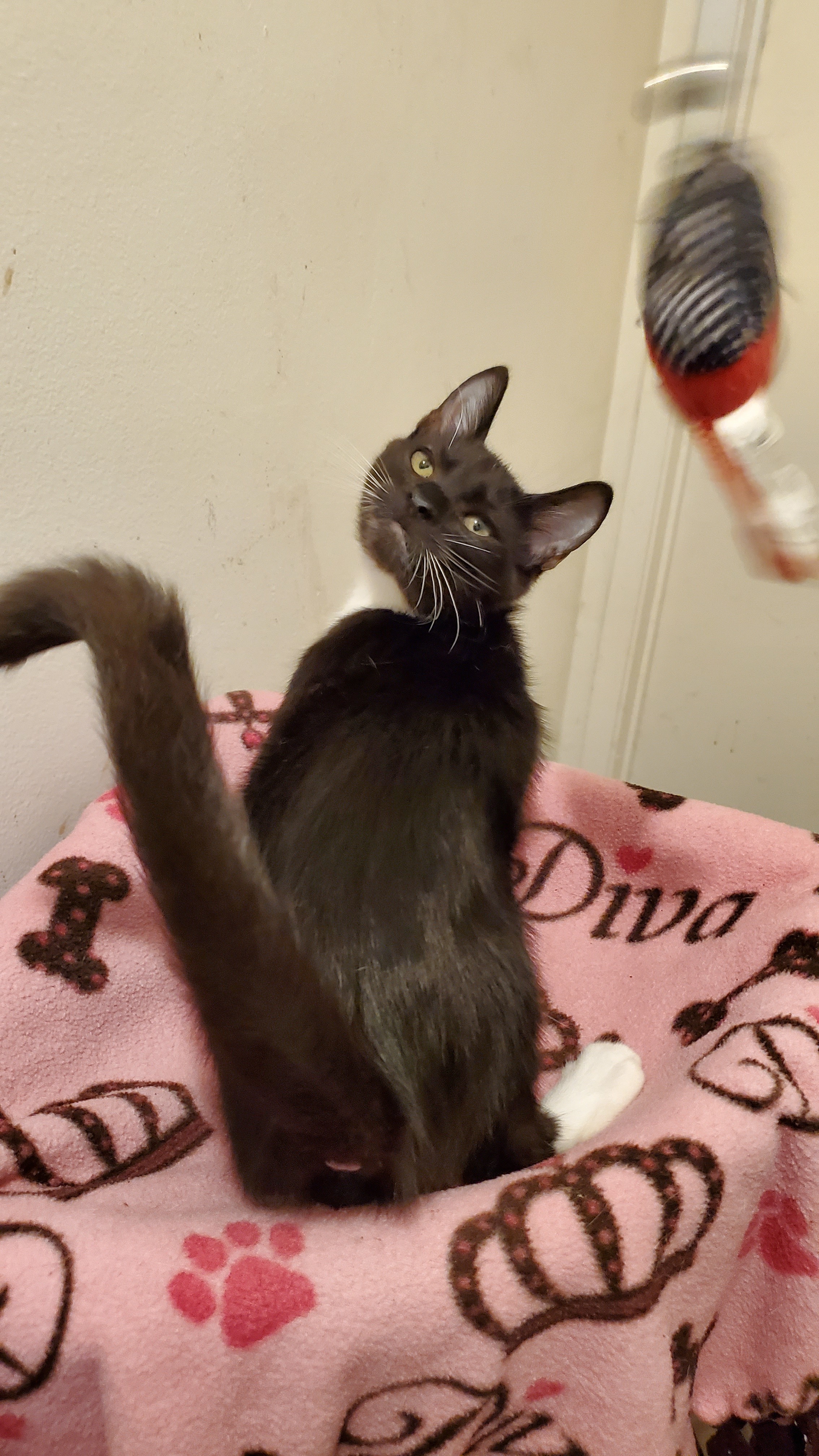 Chip, a Adoptable mixed breed in Buena Park, CA image 3/8