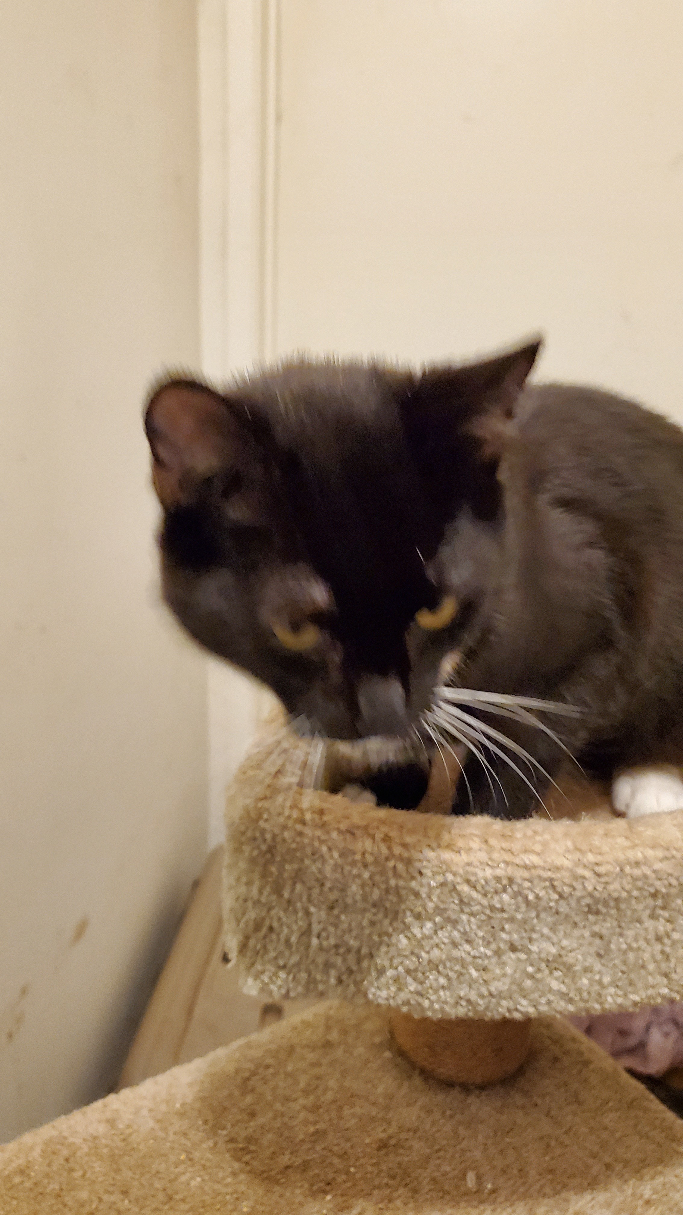 Chip, a Adoptable mixed breed in Buena Park, CA image 4/8