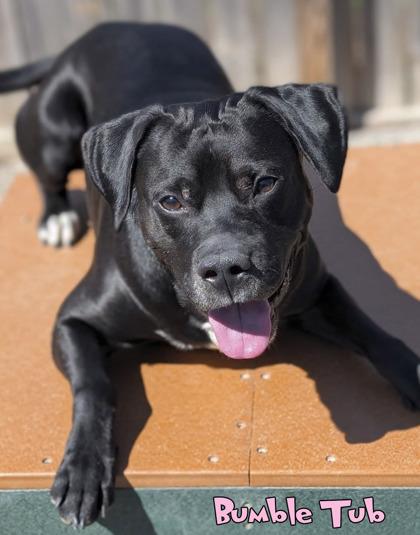 Bumble Tub (in foster), Adoptable, Adult Male Boxer & Hound.