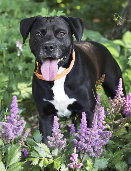 Bumble Tub (in foster), a Adoptable mixed breed in Mason, MI image 1/3