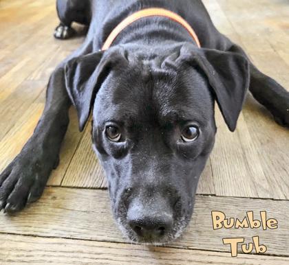 Bumble Tub (in foster), a Adoptable mixed breed in Mason, MI image 2/2