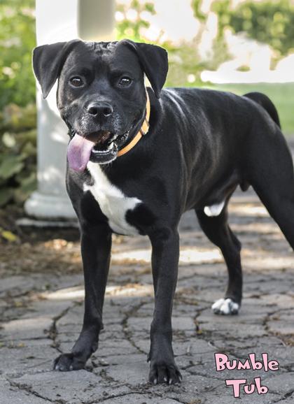 Bumble Tub (in foster), a Adoptable mixed breed in Mason, MI image 2/3