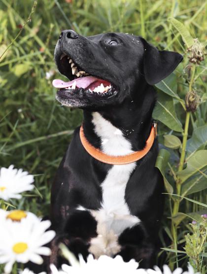 Bumble Tub (in foster), a Adoptable mixed breed in Mason, MI image 3/3