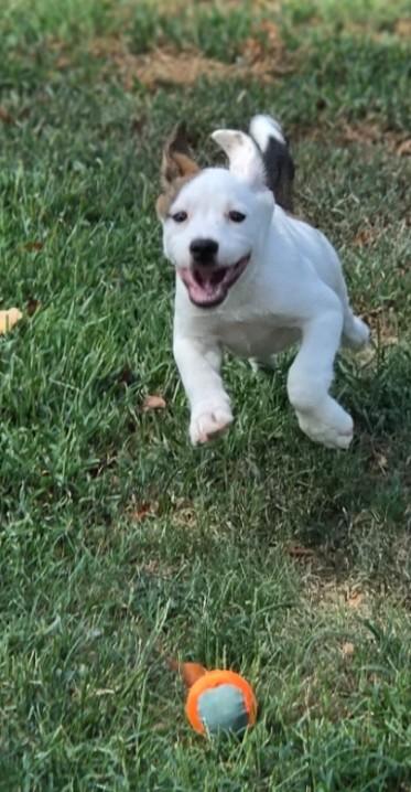Zella, ADOPTABLE, Puppy Female Beagle & Australian Cattle Dog / Blue Heeler.