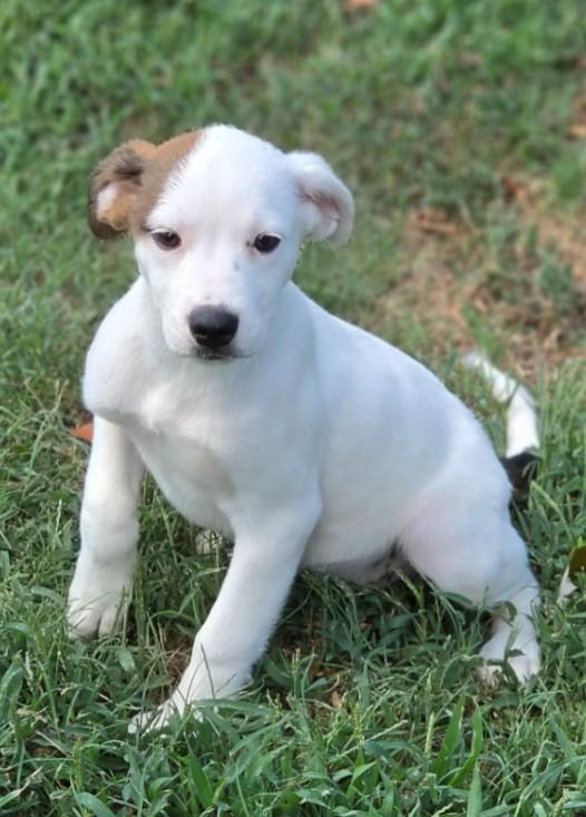 Enlarge Zella, a ADOPTABLE mixed breed in Enfield , CT image 3/4