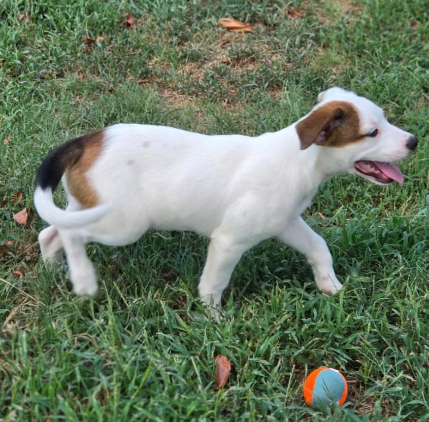 Enlarge Zella, a ADOPTABLE mixed breed in Enfield , CT image 4/4