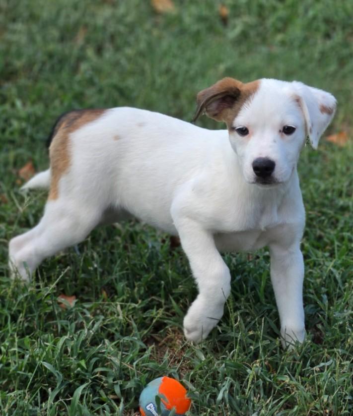 Enlarge Zella, a ADOPTABLE mixed breed in Enfield , CT image 2/4