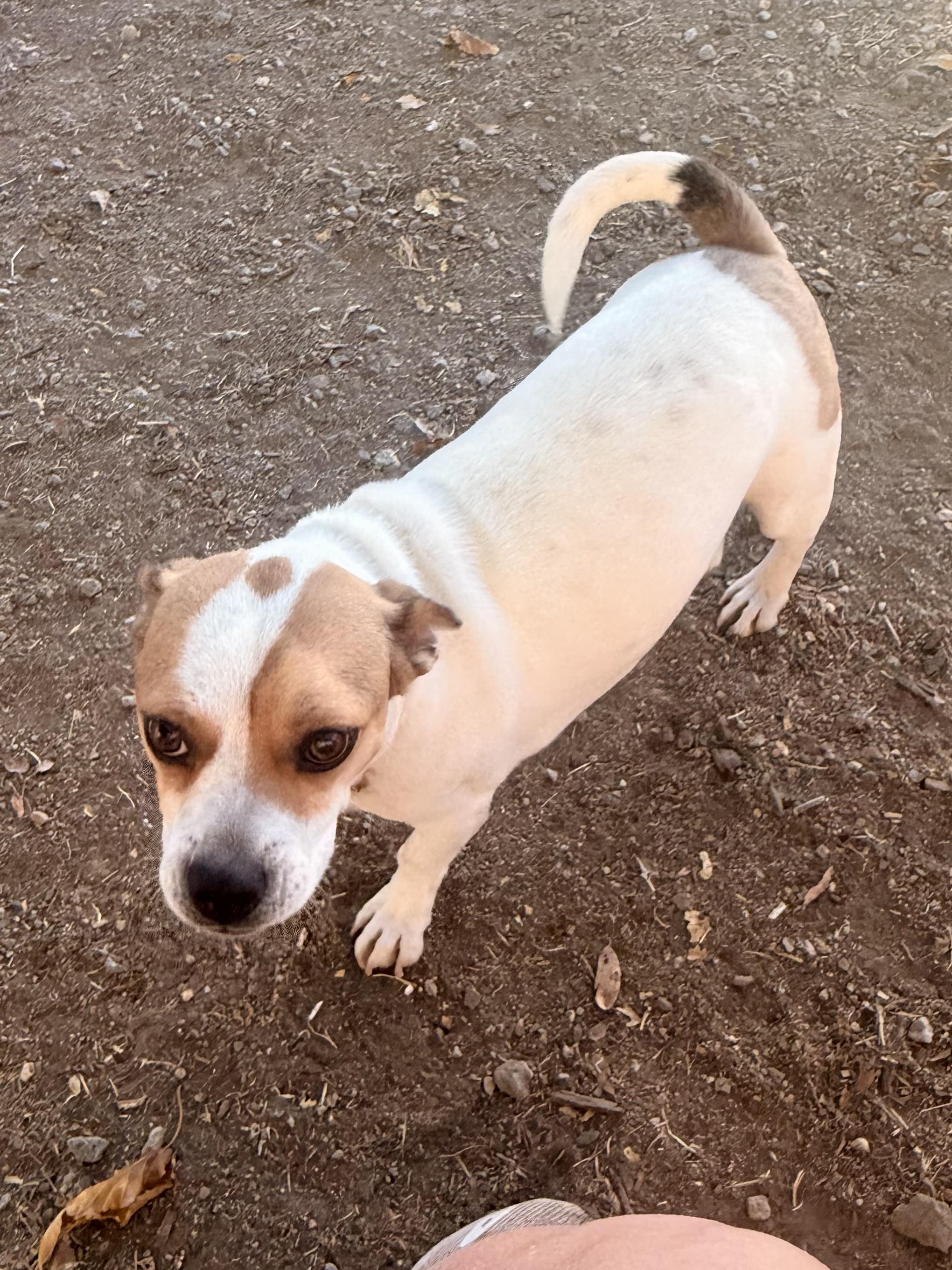 Enlarge Leo, a Adoptable mixed breed in valley springs, CA image 4/5