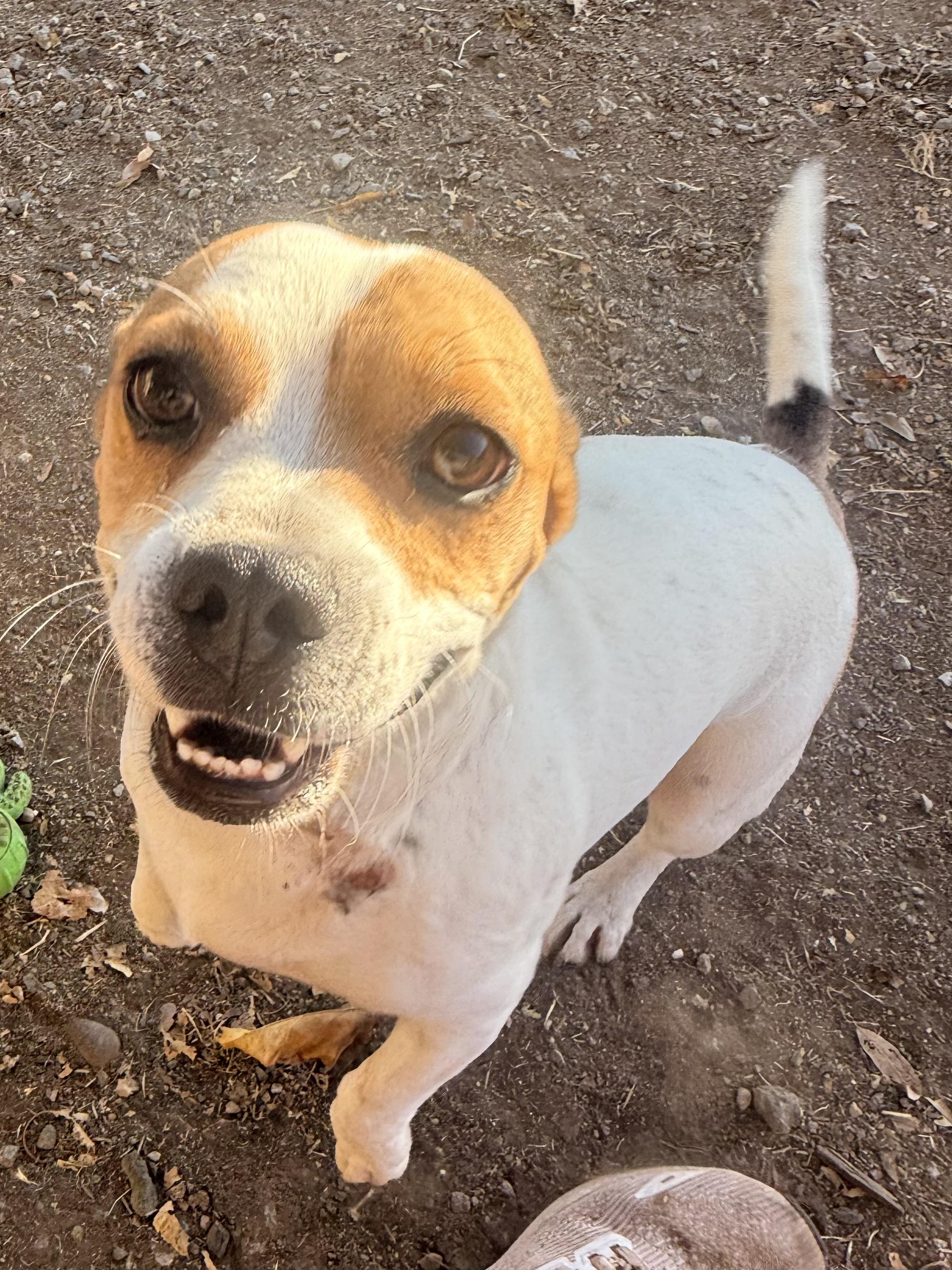 Enlarge Leo, a Adoptable mixed breed in valley springs, CA image 2/5