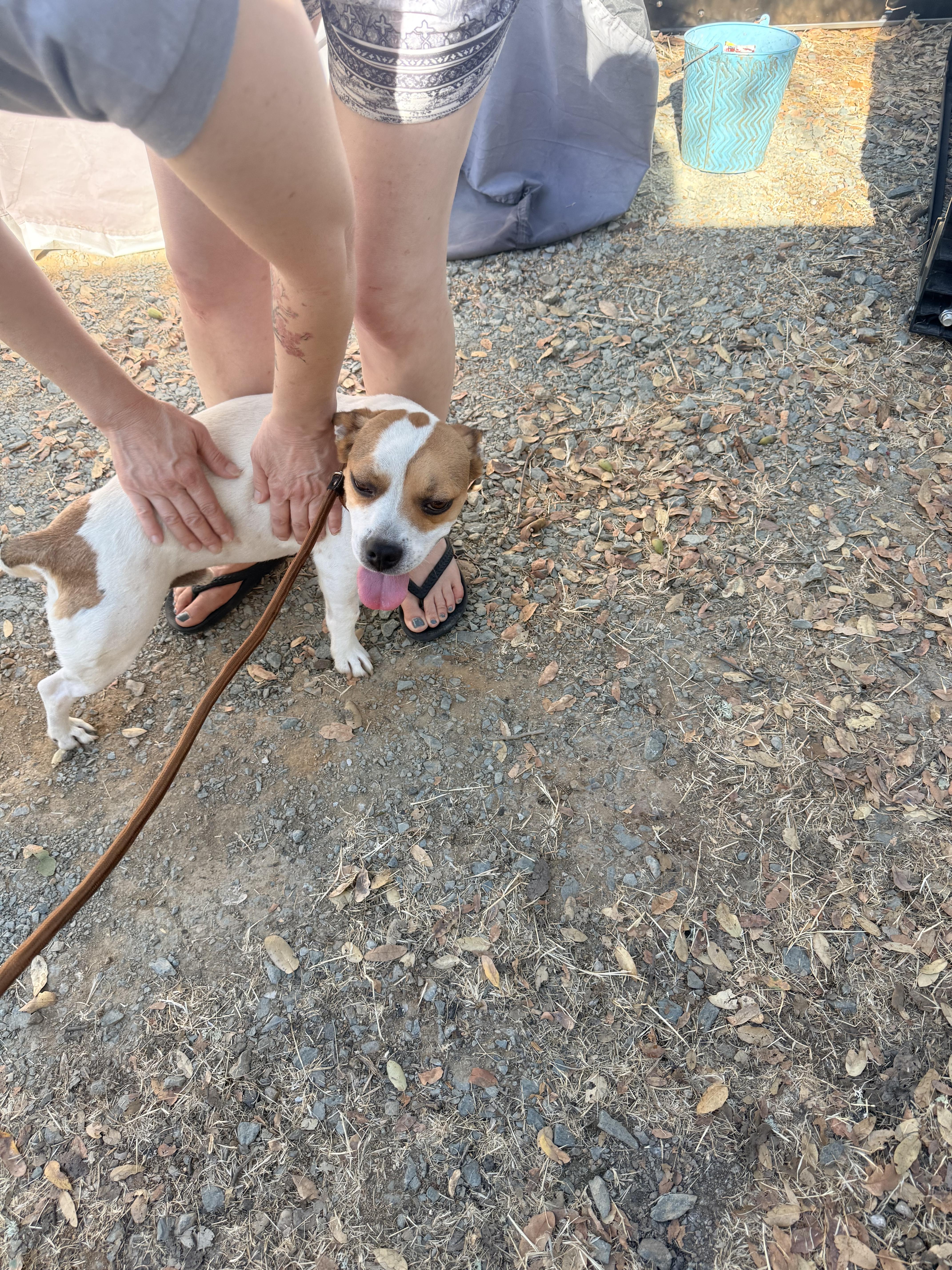 Leo, ADOPTABLE, Adult Male Rat Terrier.