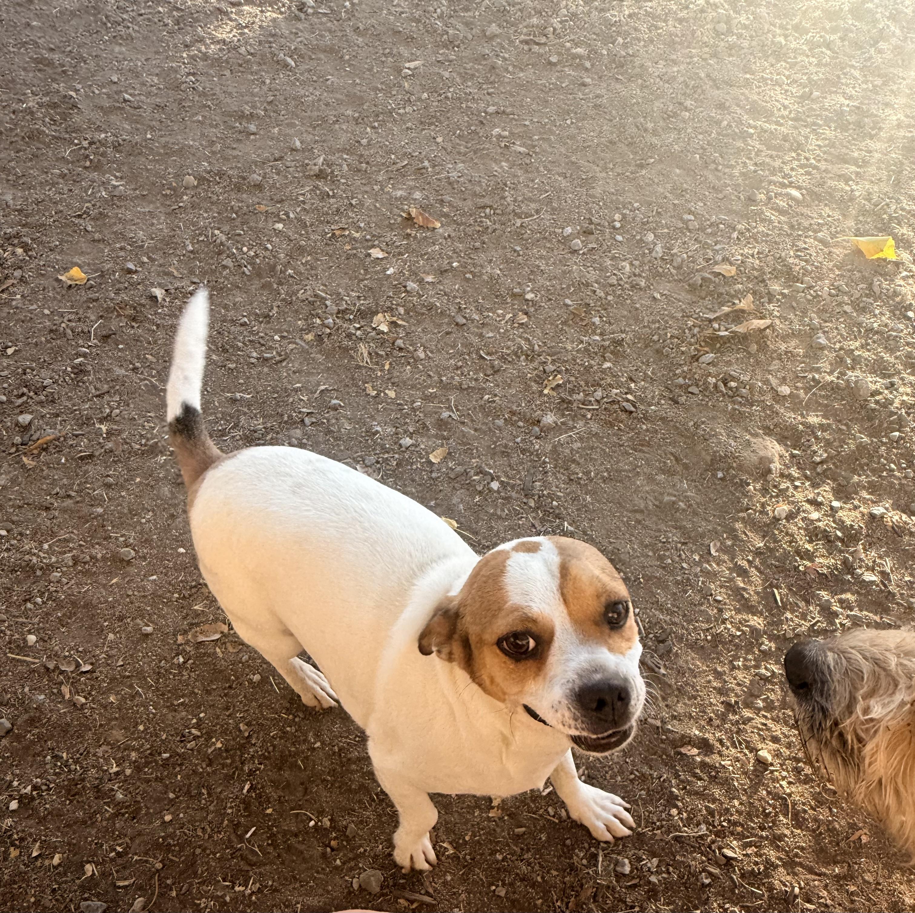 Enlarge Leo, a Adoptable mixed breed in valley springs, CA image 3/5