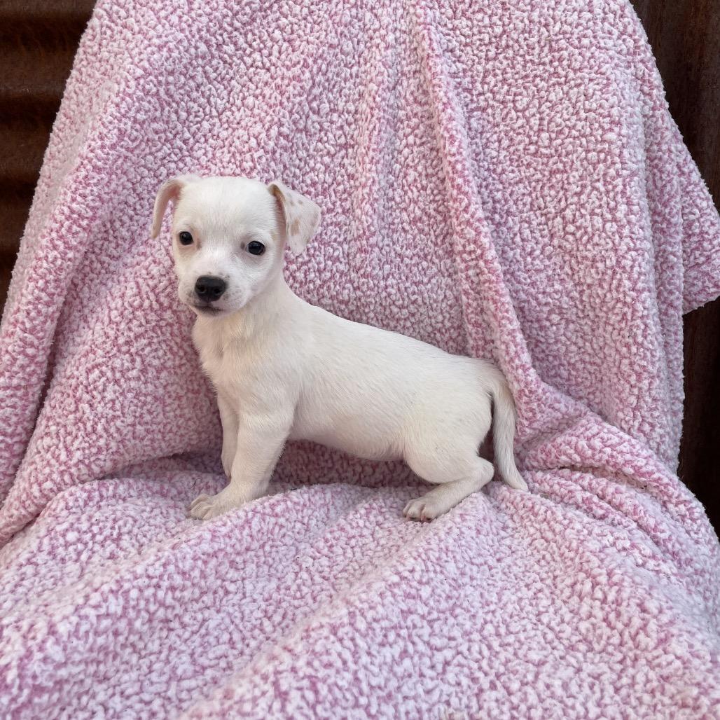 Enlarge Bany, a Adoptable Jack Russell Terrier in Tucson, AZ image 1/3