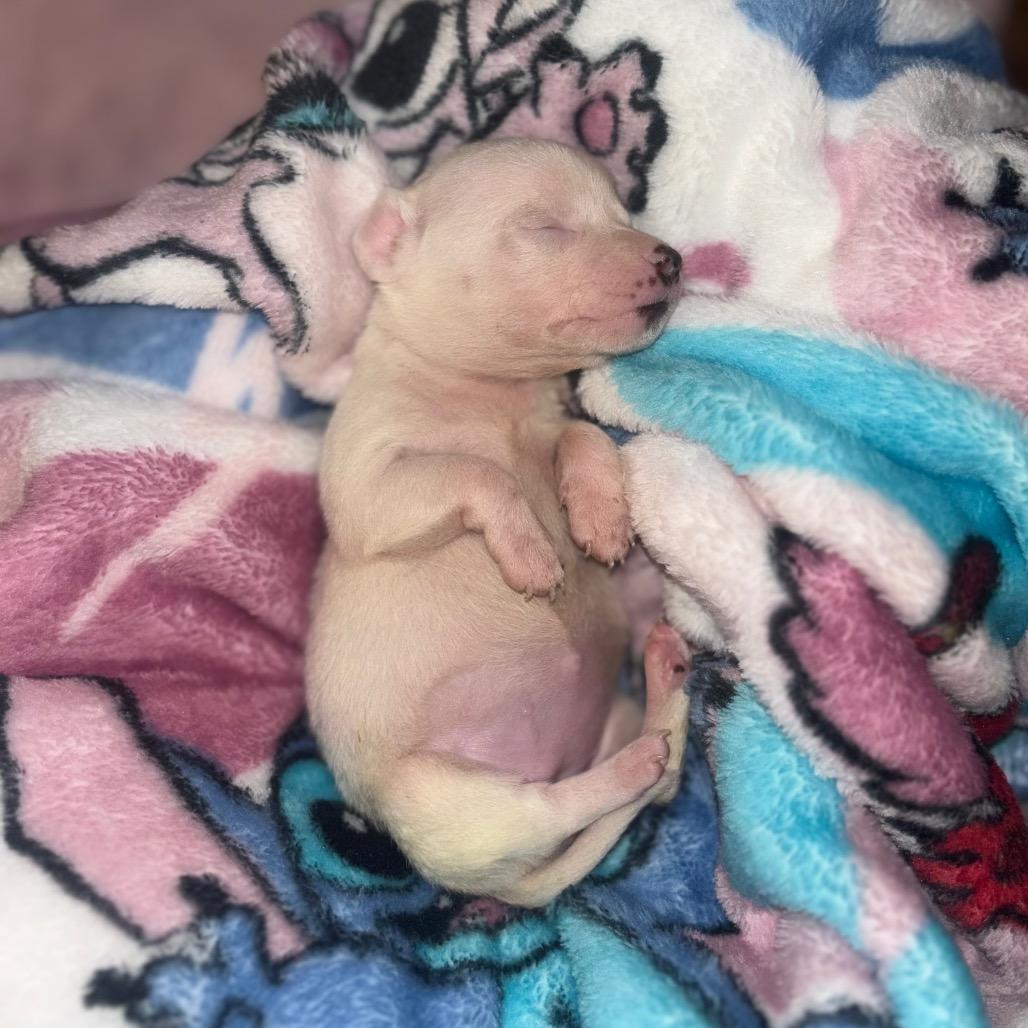 Enlarge Bany, a Adoptable Jack Russell Terrier in Tucson, AZ image 3/3