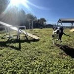 Enlarge Josephine 59845844, a ADOPTABLE Pit Bull Terrier in Harvey , LA image 5/5