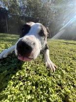 Enlarge Josephine 59845844, a ADOPTABLE Pit Bull Terrier in Harvey , LA image 2/5