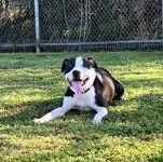 Enlarge Josephine 59845844, a ADOPTABLE Pit Bull Terrier in Harvey , LA image 1/5