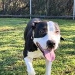 Enlarge Josephine 59845844, a ADOPTABLE Pit Bull Terrier in Harvey , LA image 4/5