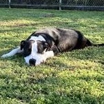 Enlarge Josephine 59845844, a ADOPTABLE Pit Bull Terrier in Harvey , LA image 3/5